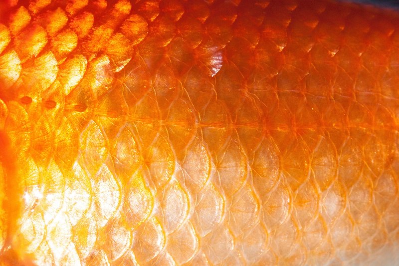 Fish Scales Images  Free Photos, PNG Stickers, Wallpapers & Backgrounds -  rawpixel