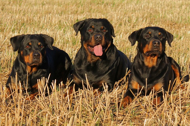 Rottweiler Images | Free Photos, PNG Stickers, Wallpapers & Backgrounds -  rawpixel