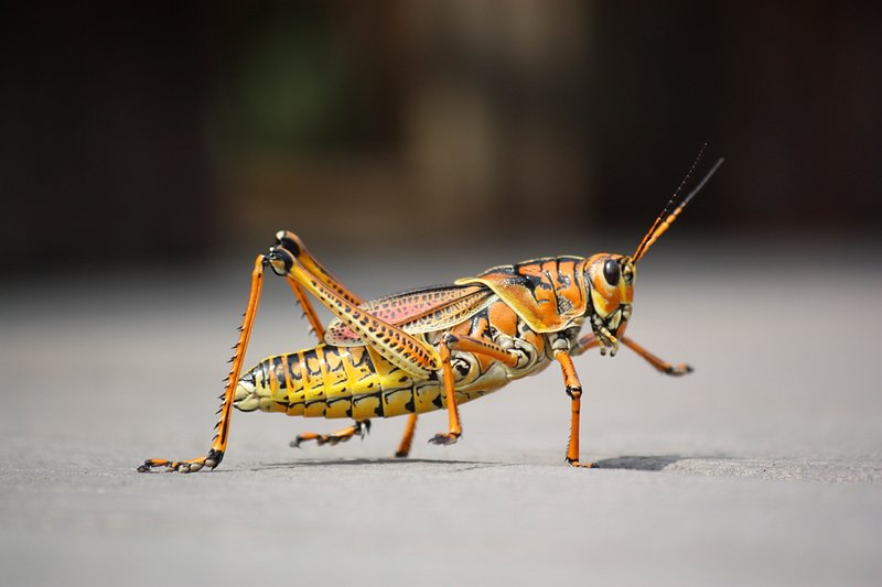 Premium Photo  Green bush-cricket long horned grasshopper on brown branch.