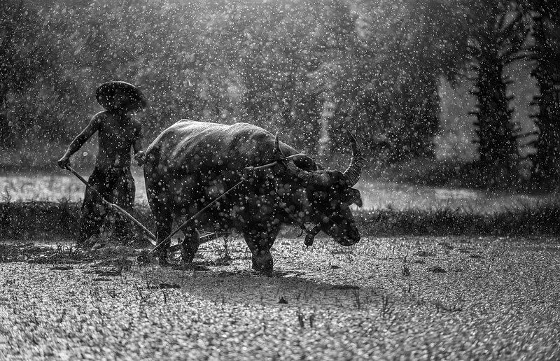 Water Buffalo vs Cow: Comparing Bovine Livestock - Travel Adventures