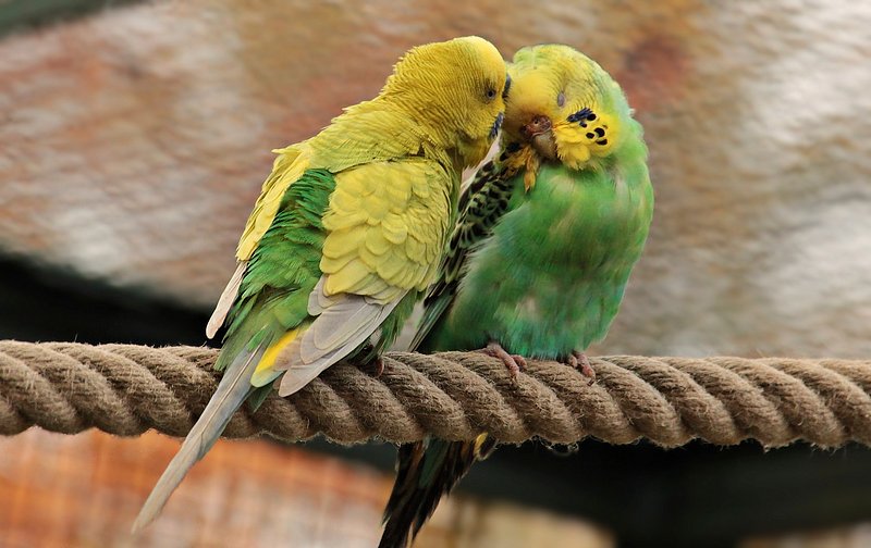 Lovebirds: The Romantic Parrots
