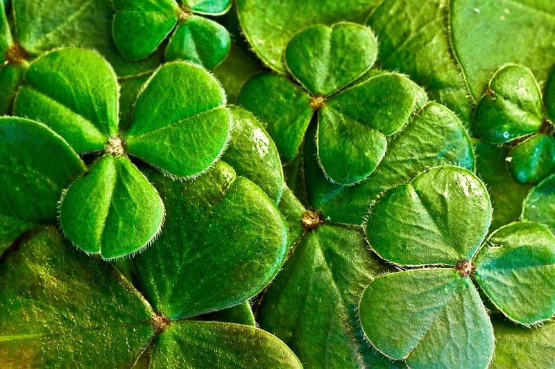 St Patrick's Day Wallpaper Free Stock Photo - Public Domain Pictures