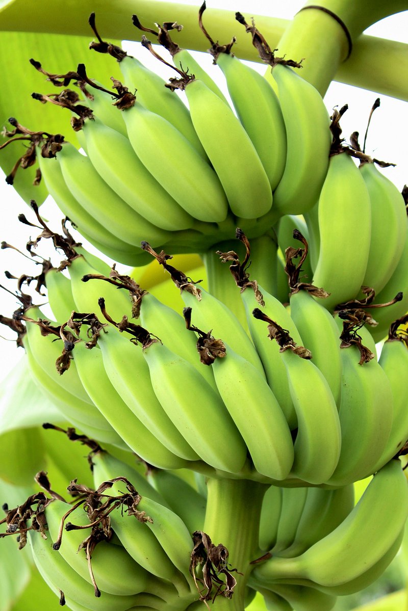 Download free photo of Banana,bunch,fruit,food,bananas - from