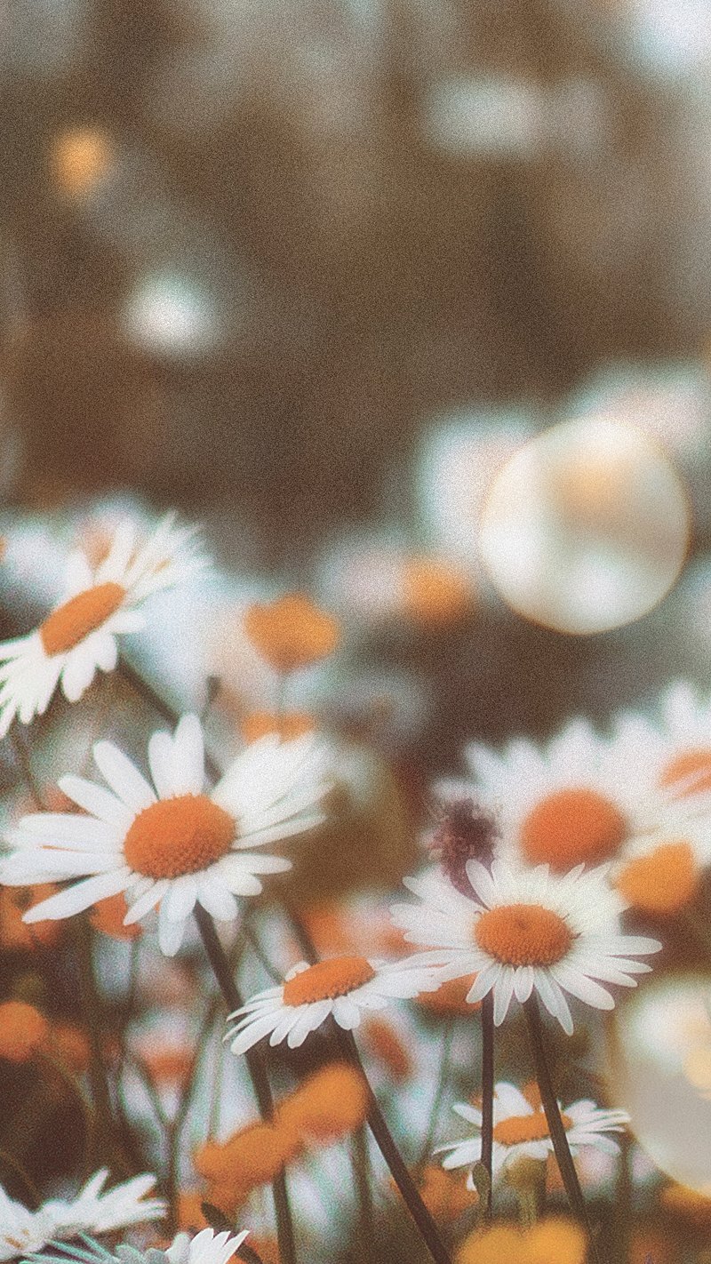 Download Cute White Aesthetic Of A Common Daisy Wallpaper  Wallpaperscom