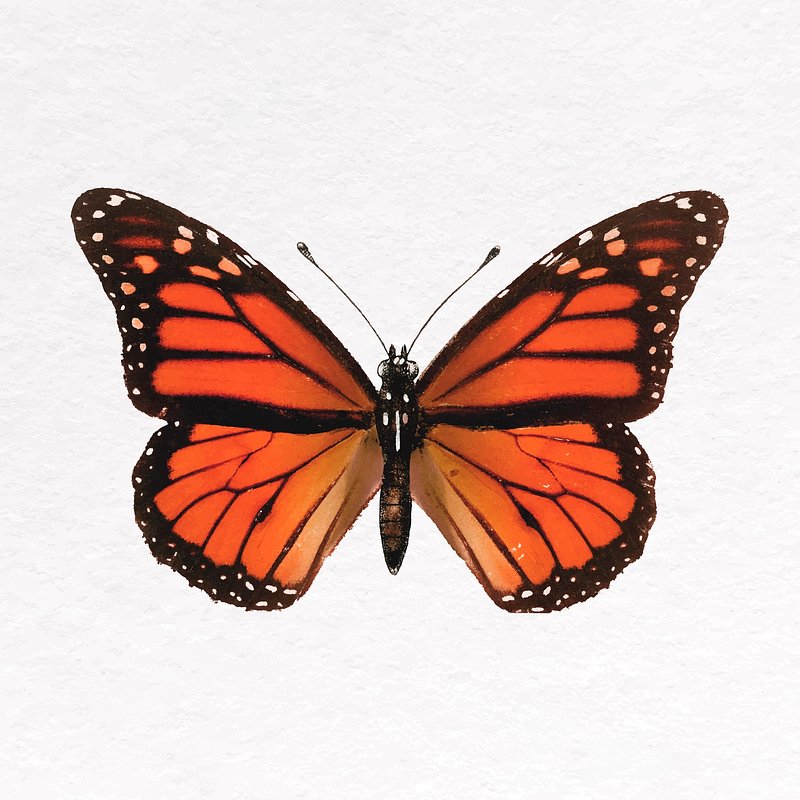 clipart monarch butterfly