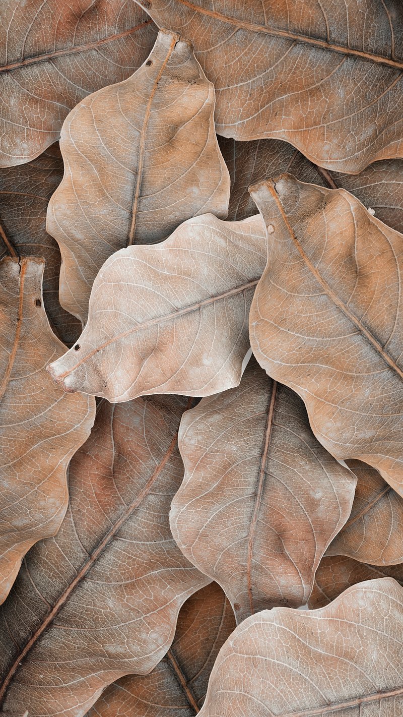 Dried leaf frame botanical background
