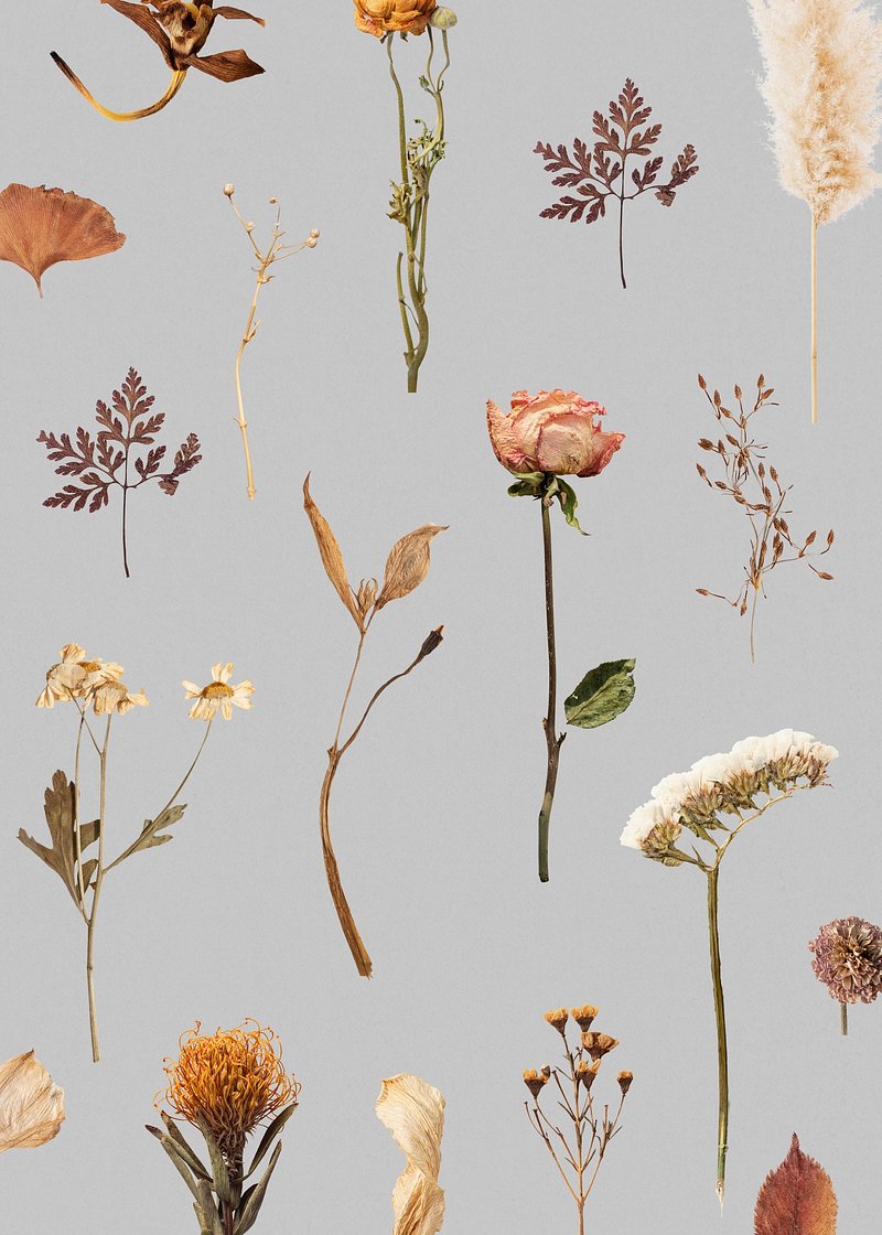 Dry Autumn png flowers sticker, aesthetic image on transparent background, free image by rawpixel.com / Tong