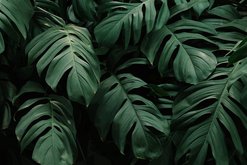 Tropical Leaves Images | Free HD Backgrounds, PNGs, Vectors & Templates -  rawpixel