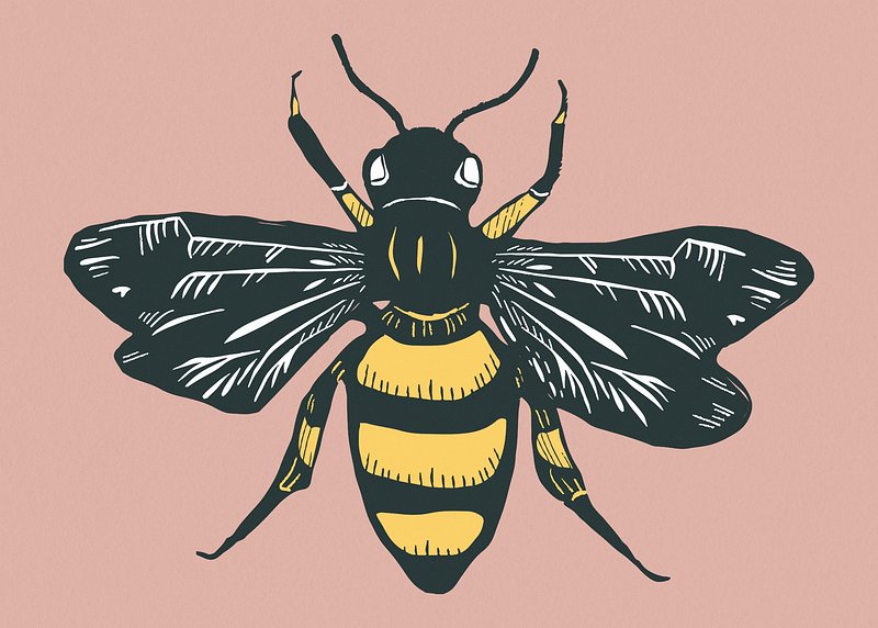 Honey Bee Images  Free Photos, PNG Stickers, Wallpapers & Backgrounds -  rawpixel
