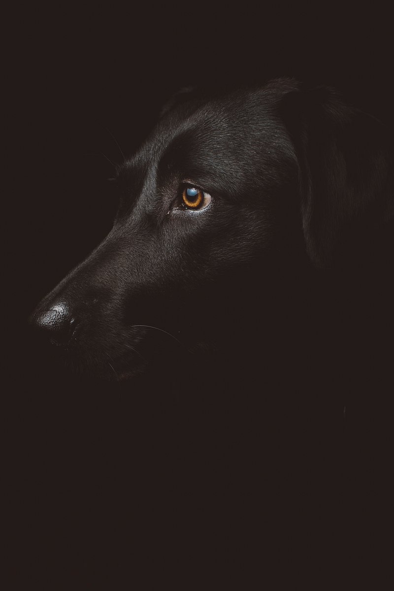 Perro negro labrador Stock de Foto gratis - Public Domain Pictures