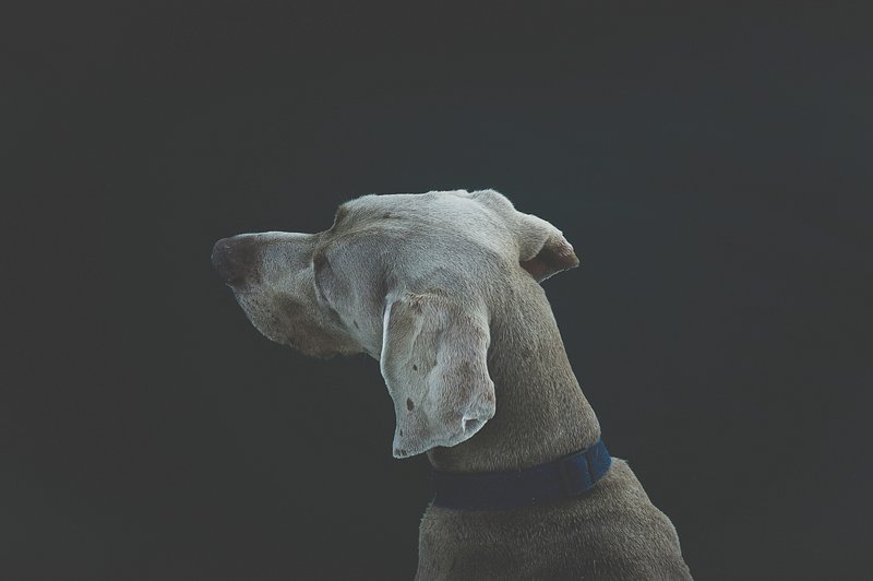 File:Dog head.jpg - Wikimedia Commons