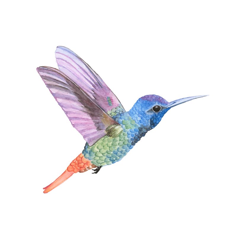 Hand drawn hummingbird isolated on white | Premium Vector Illustration ...