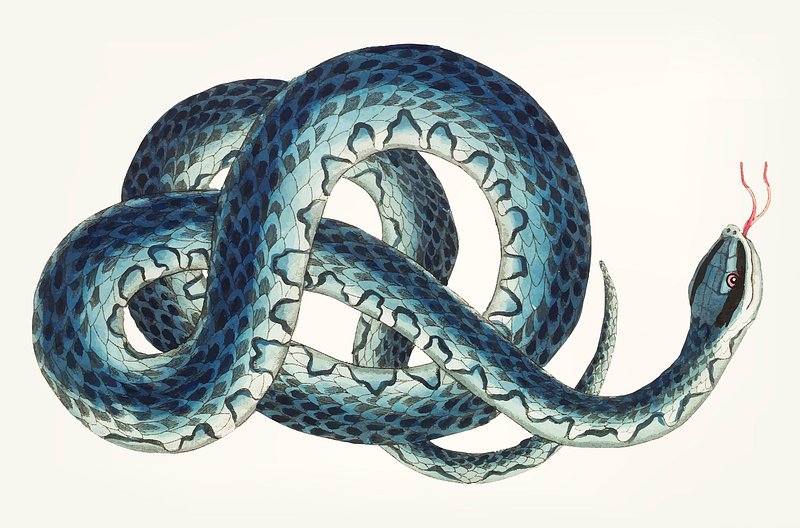 Snake drawing hi-res stock photography and images - Alamy