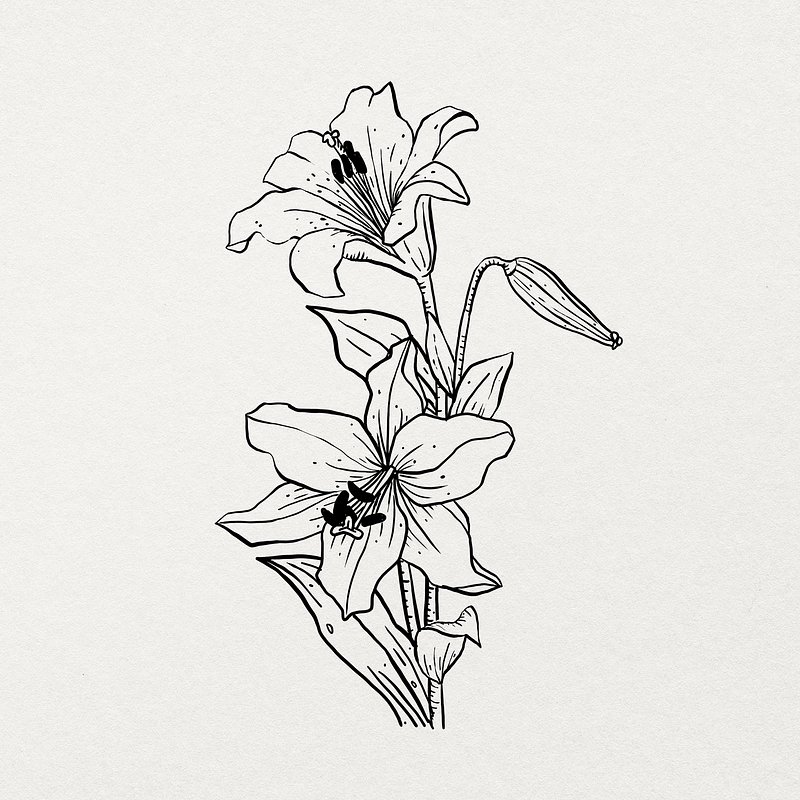 Lily flower monochrome drawing for coloring book Vector Image
