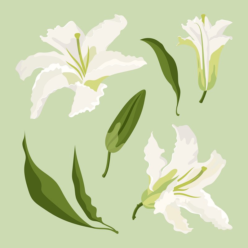 white lily vector