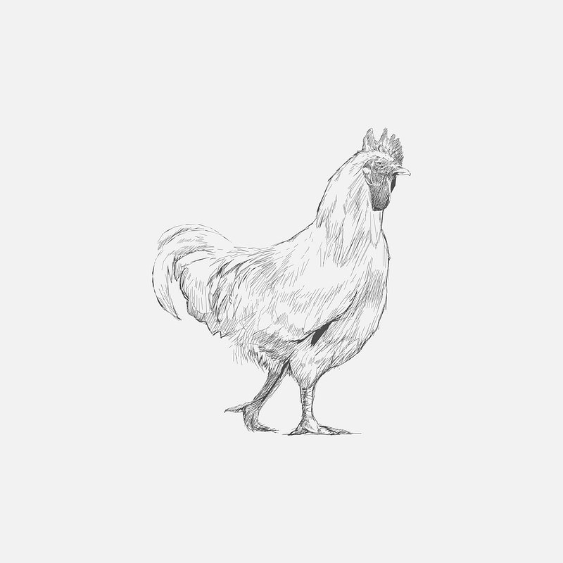 Sketch Of A Chicken Standing In The Dirt Background, Picture Of Chicken  Drawing, Chicken Powerpoint, Chicken Background Image And Wallpaper for  Free Download