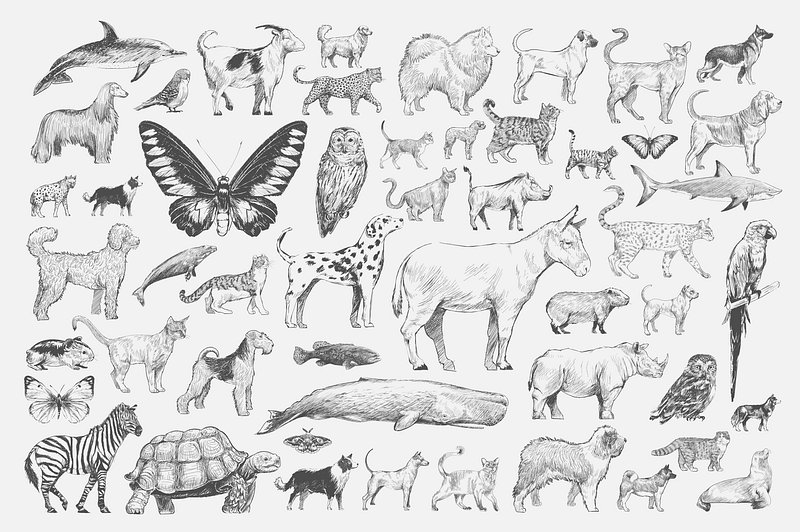 beautiful drawings of animals