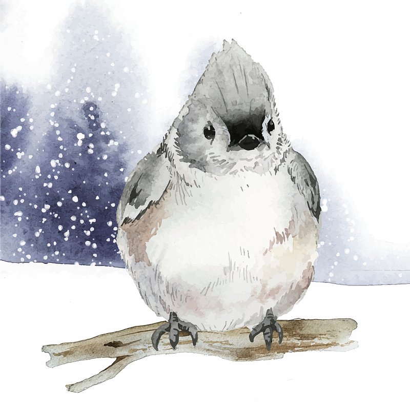 Tufted Titmouse Bird In Wintertime Free Vector Illustration Rawpixel