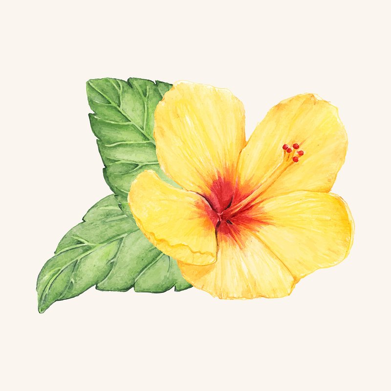 Hibiscus Images | Free HD Backgrounds, PNGs, Vector Graphics, Illustrations  & Templates - rawpixel