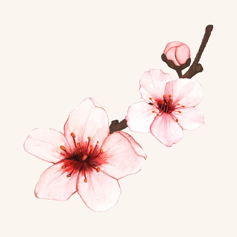 Hand drawn cherry blossom flower | Premium Vector - rawpixel