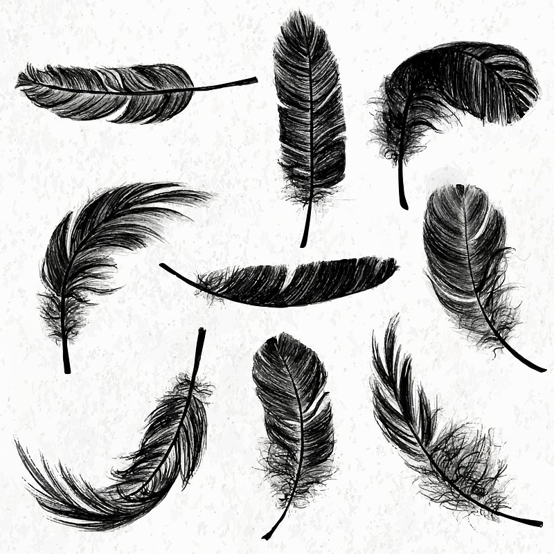 White Feather Images  Free Photos, PNG Stickers, Wallpapers & Backgrounds  - rawpixel
