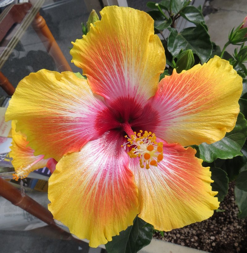 pink-and-yellow hibiscus | Free Photo - rawpixel