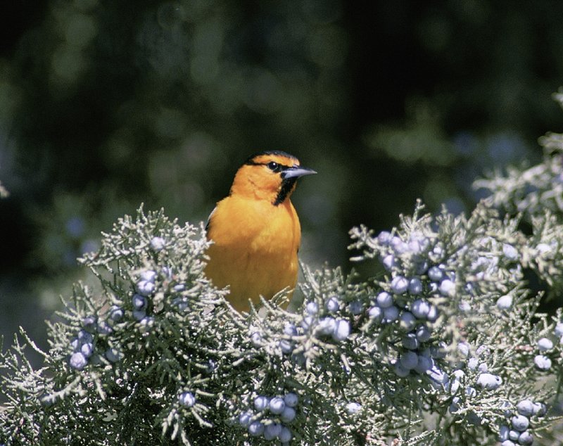 Orioles Bird Images  Free Photos, PNG Stickers, Wallpapers & Backgrounds -  rawpixel