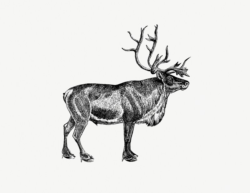 Vintage reindeer etching illustration from Nimrod in the North or