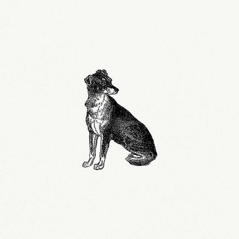 Drawing of Scottish Deerhound | Premium PSD Illustration - rawpixel