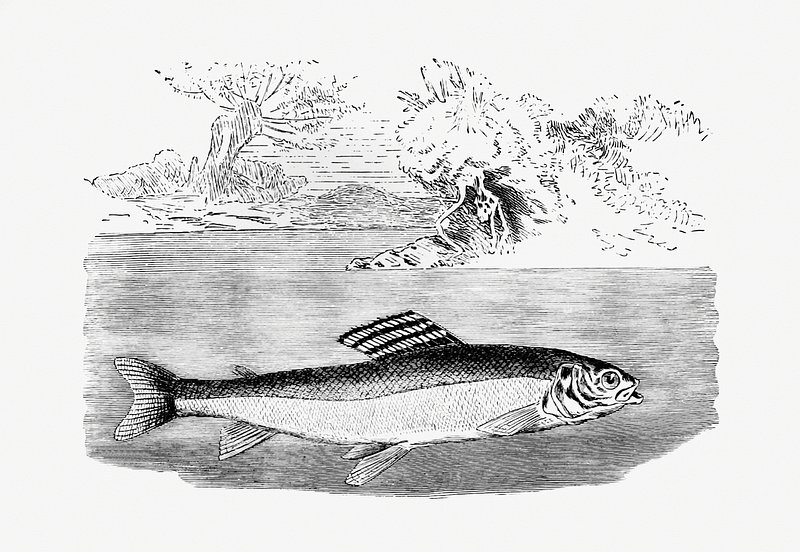 Vintage salmon illustration vector