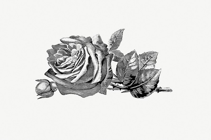 Vintage Victorian style rose engraving | Premium PSD Illustration ...