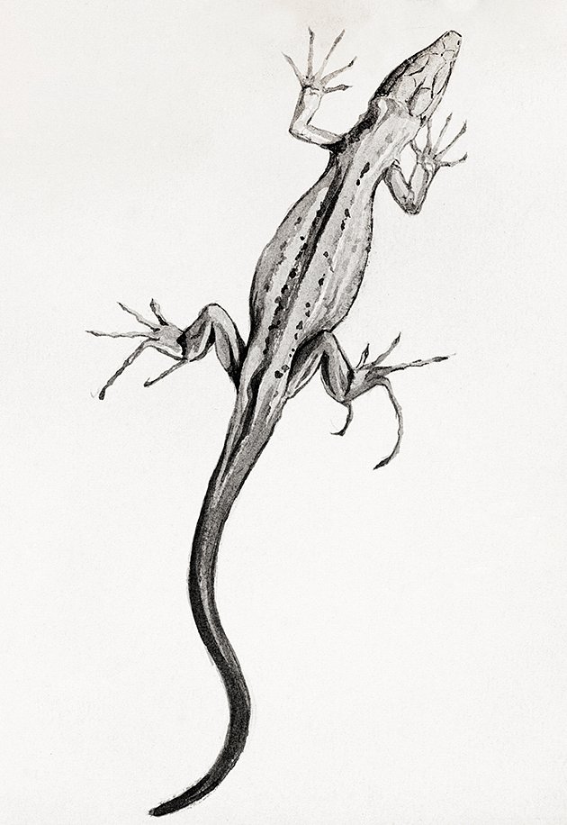 Lizard Drawing - Etsy