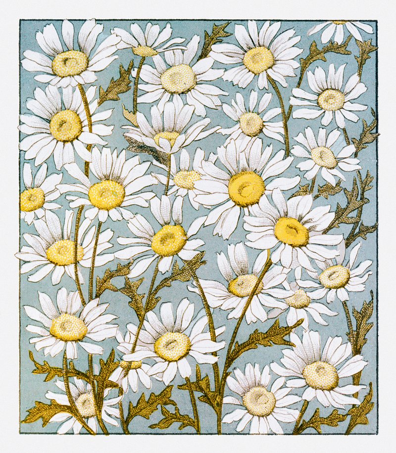 Dried daisy flower design element