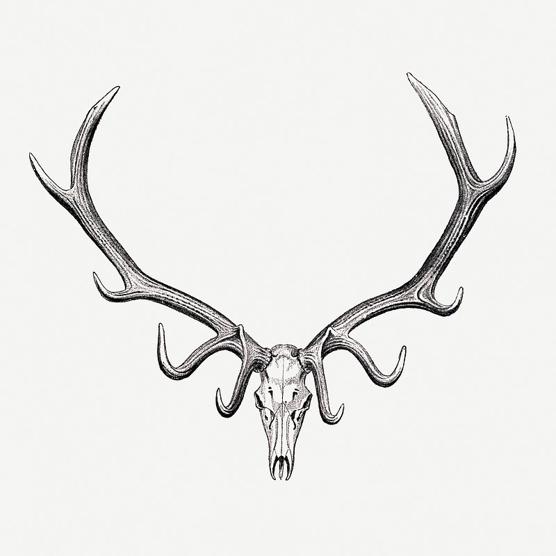 elk antlers outline