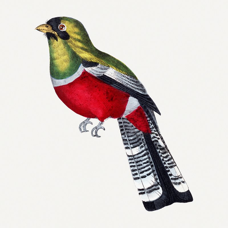 Crimson rosella bird illustration, vintage | Premium Photo Illustration ...