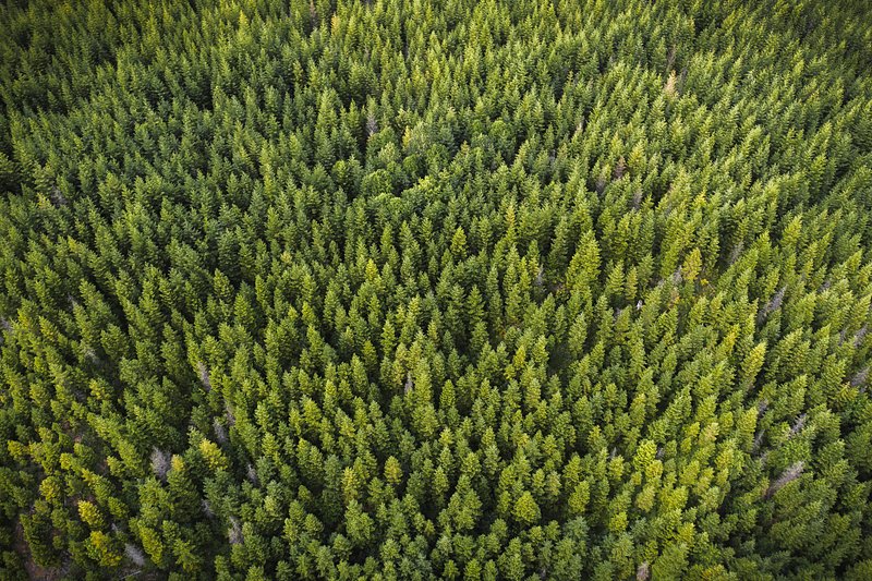 Drone view of a green | Premium Photo - rawpixel