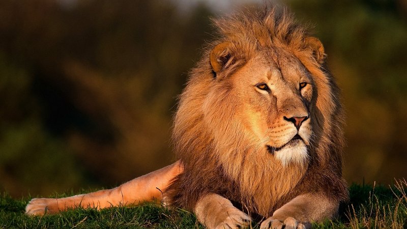 male lion pictures wallpapers