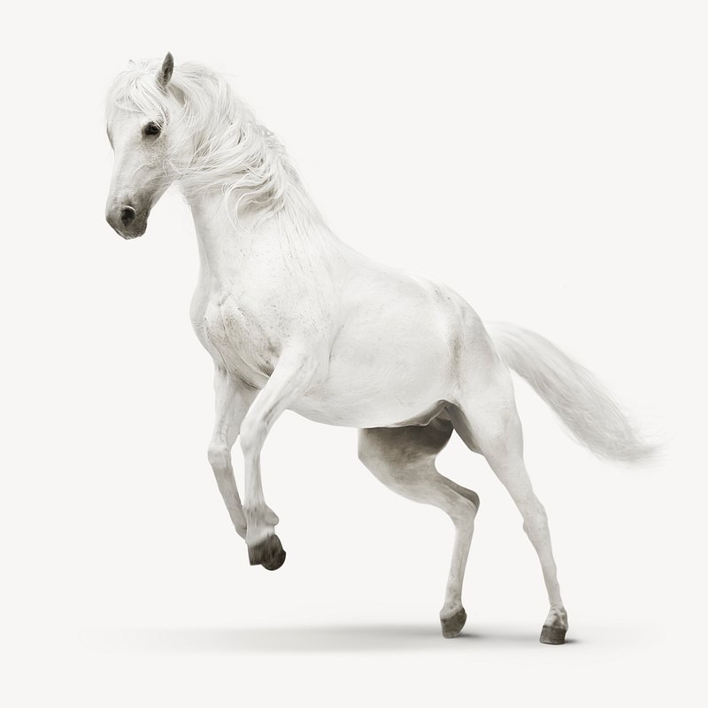white horse white background