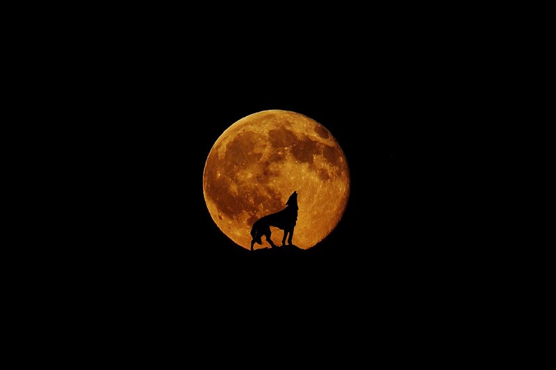 Howling Wolf Images  Free Photos, PNG Stickers, Wallpapers