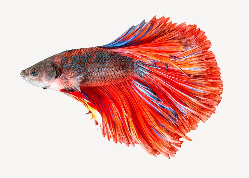 Real Fish Images  Free Photos, PNG Stickers, Wallpapers & Backgrounds -  rawpixel