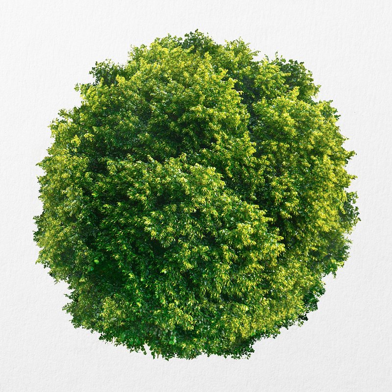 Tree PNG Images  Free PNG Vector Graphics, Effects & Backgrounds - rawpixel