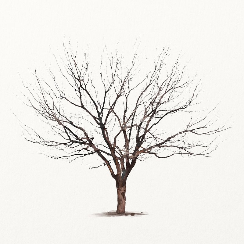 How to Draw a Realistic Tree | SketchBookNation.com