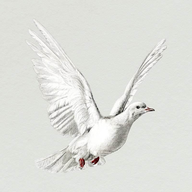 Realistic Dove Drawing PNG Transparent Images Free Download | Vector Files  | Pngtree