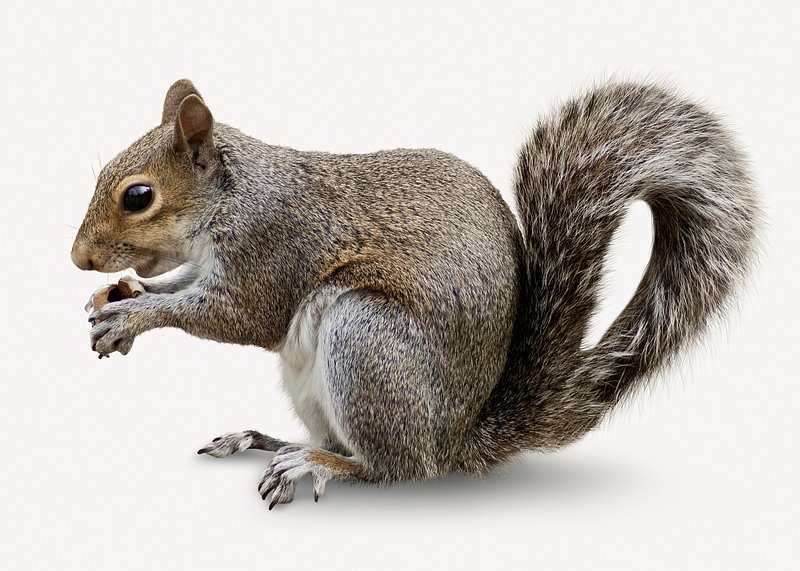 Squirrel Images | Free HD Backgrounds, PNGs, Vectors & Illustrations -  rawpixel