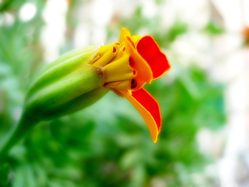 File:Flower Bud.JPG - Wikimedia Commons