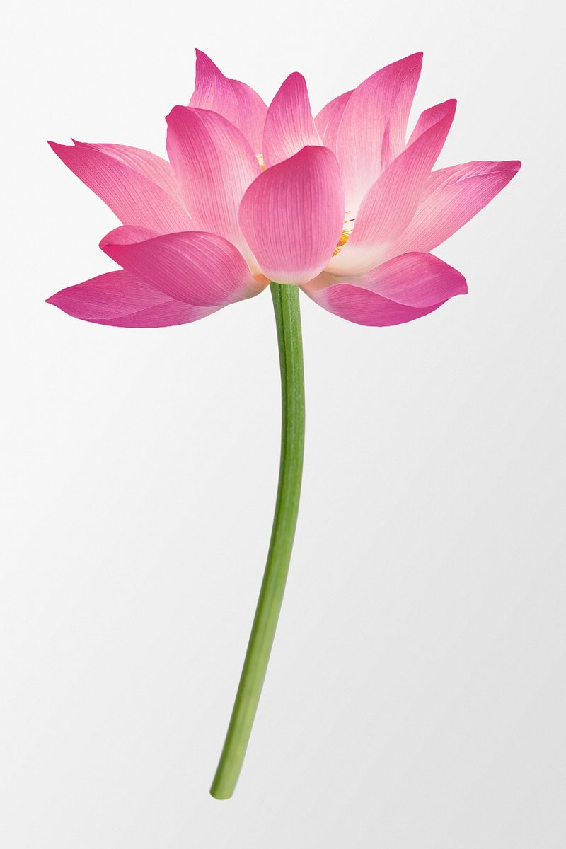 Lotus Images | Free HD Backgrounds, PNGs, Vector Graphics ...