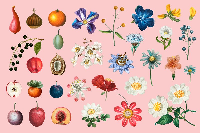 Flowers and fruits collection vector | Premium Vector Illustration ...