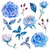 Blue watercolor flowers and leaves png set