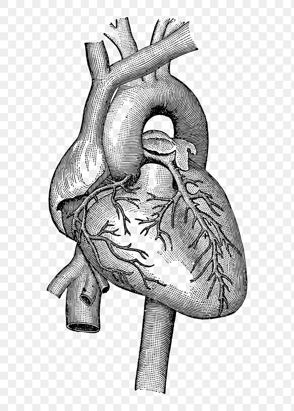 Realistic heart png sticker, medical | Free PNG - rawpixel