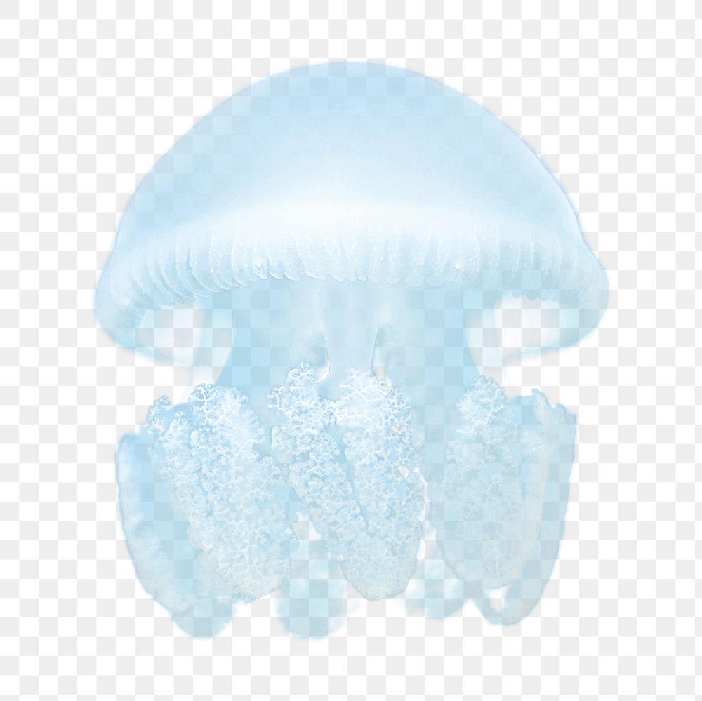 Blue jellyfish png sticker, sea | Premium PNG - rawpixel